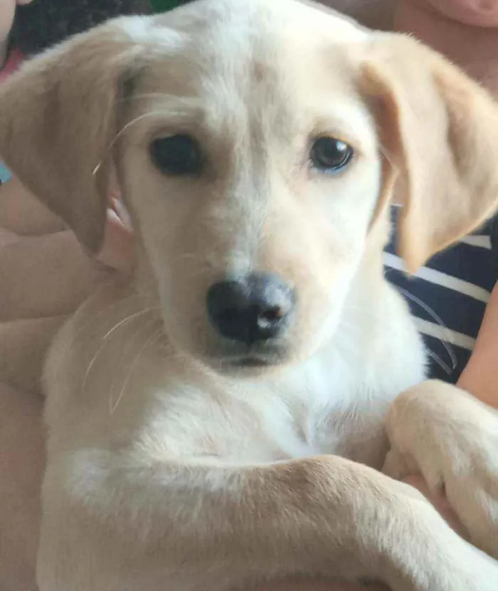 Cachorro ra a Indefinida idade  nome Maya