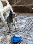 Maju