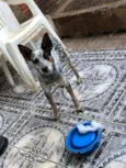 Maju