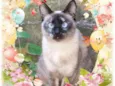 Lua
