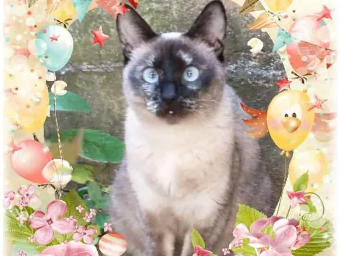 Gato ra a Srd idade 7 a 11 meses nome Lua