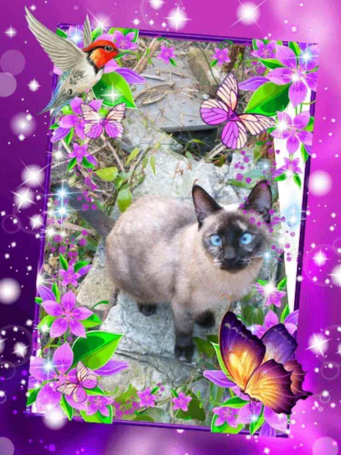 Gato ra a Srd idade 7 a 11 meses nome Lua