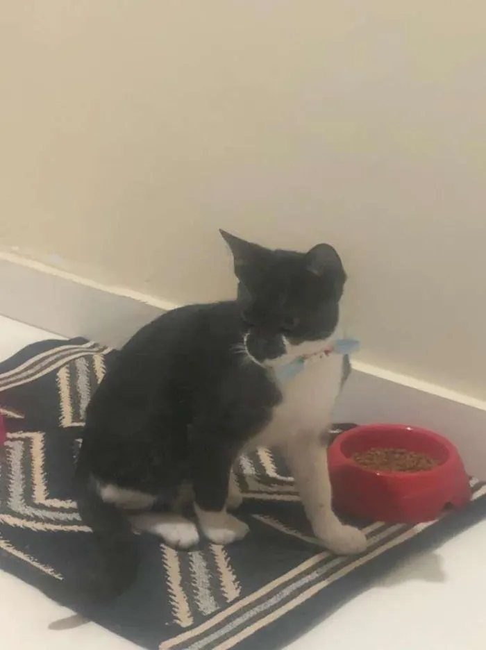 Gato ra a SRD idade 2 a 6 meses nome Sem nome
