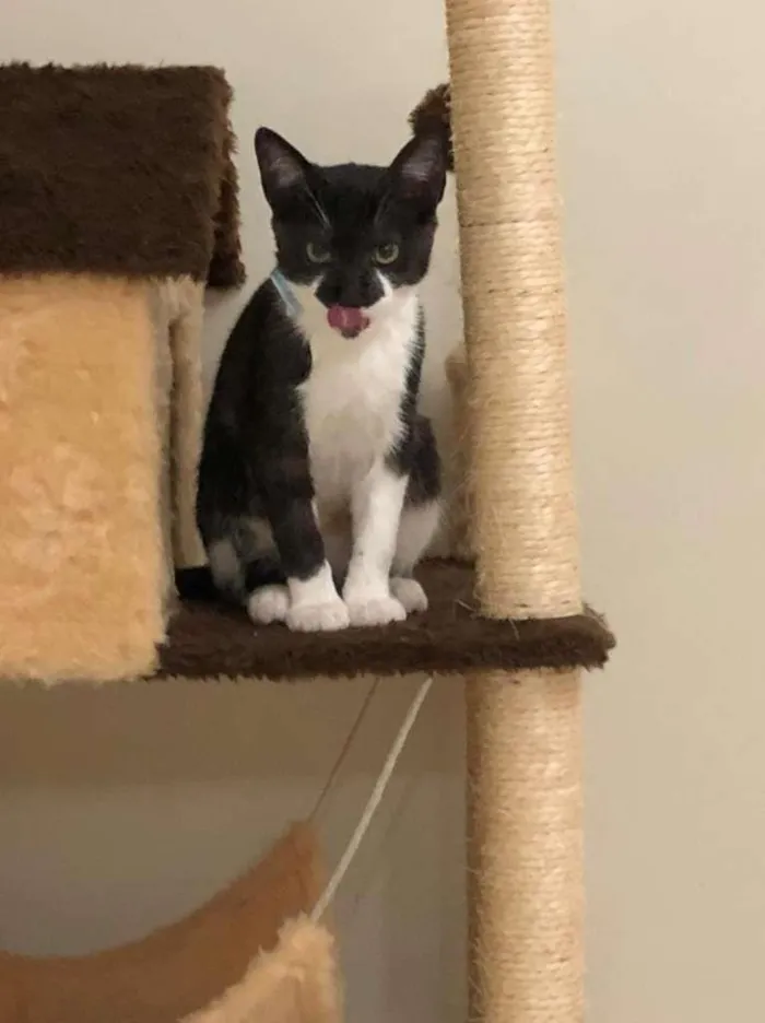 Gato ra a SRD idade 2 a 6 meses nome Sem nome