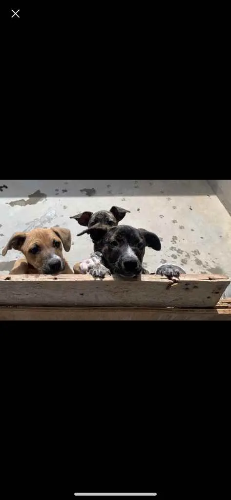 Cachorro ra a Mesclada idade 2 a 6 meses nome Dolly ,neguinha ,mel