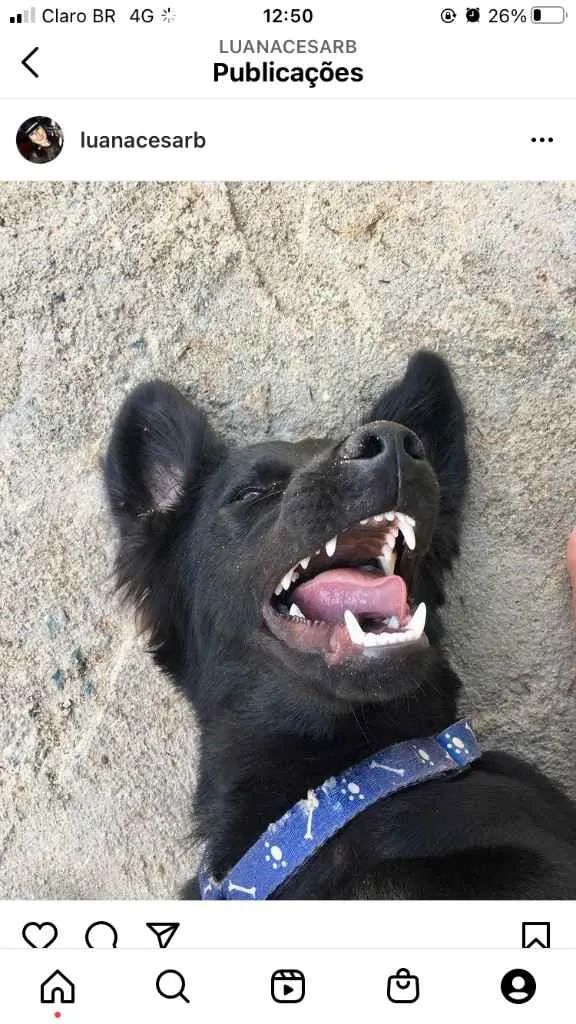 Cachorro raça Srd idade 2 anos nome Todynho