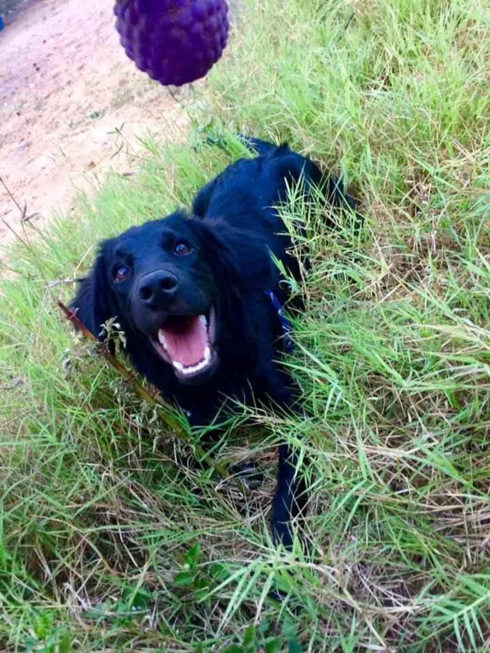 Cachorro raça Srd idade 2 anos nome Todynho