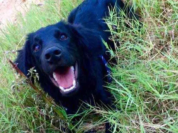 Cachorro raça Srd idade 2 anos nome Todynho