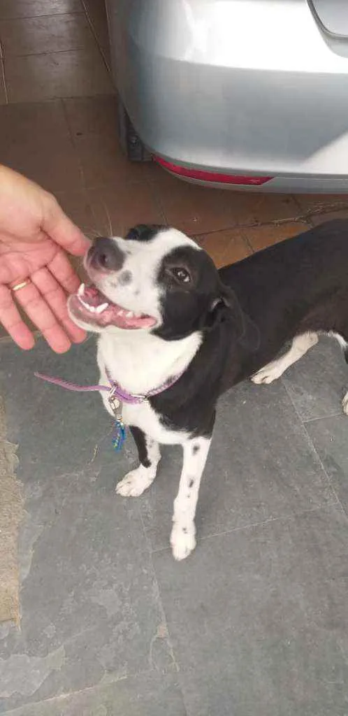 Cachorro ra a Mistiço idade 7 a 11 meses nome Sem nome