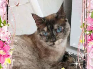 Gato raça Srd idade 1 ano nome Luna