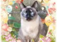 Lua