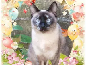 Gato raça Srd idade 7 a 11 meses nome Lua