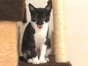 Gato raça SRD idade 2 a 6 meses nome Sem nome