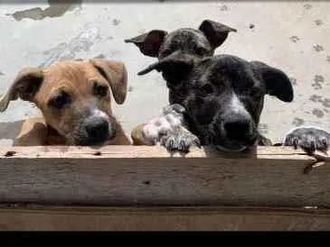 Cachorro ra a Mesclada idade 2 a 6 meses nome Dolly ,neguinha ,mel