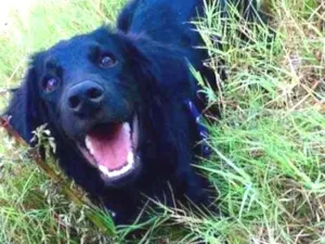 Cachorro raça Srd idade 2 anos nome Todynho