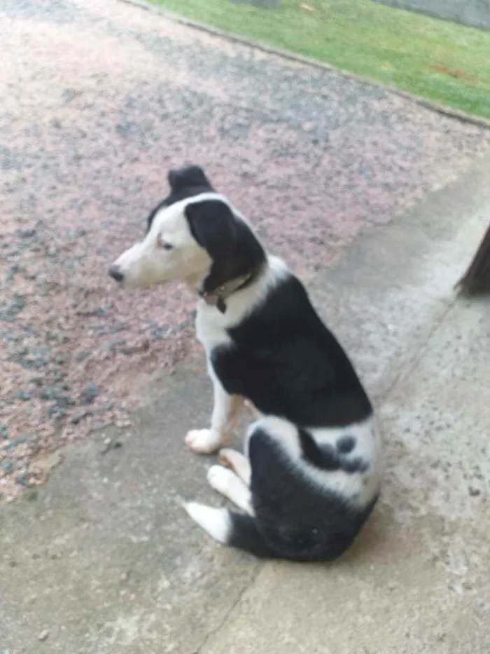 Cachorro ra a Vira lata idade 2 a 6 meses nome Nina