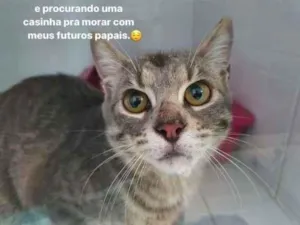 Gato raça Sem raça definida  idade 7 a 11 meses nome Brisa