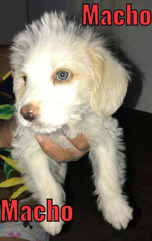 Cachorro raça Vira lata idade Abaixo de 2 meses nome Branquinho 
