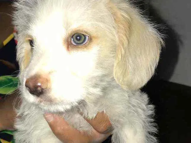 Cachorro raça Vira lata idade Abaixo de 2 meses nome Branquinho 