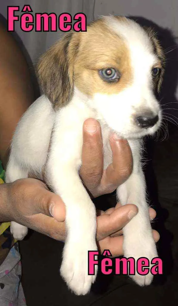 Cachorro raça Vira  lata idade 2 a 6 meses nome Lindinha 
