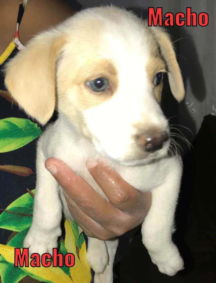 Cachorro raça Sem raça  idade Abaixo de 2 meses nome Lindinhos