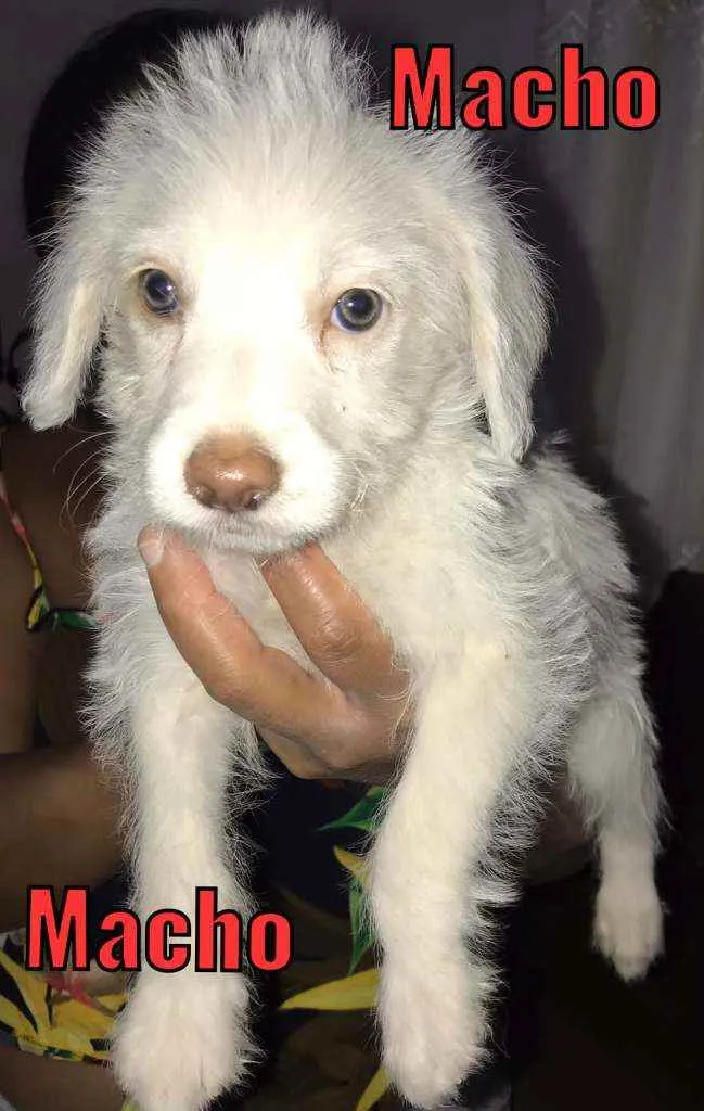 Cachorro raça Sem raça  idade Abaixo de 2 meses nome Lindinhos