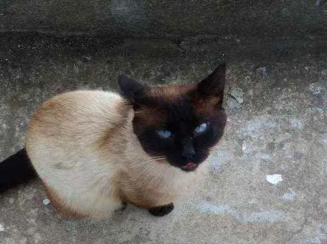 Gato ra a Siames idade 7 a 11 meses nome Sem nome