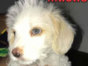 Cachorro raça Vira lata idade Abaixo de 2 meses nome Branquinho 