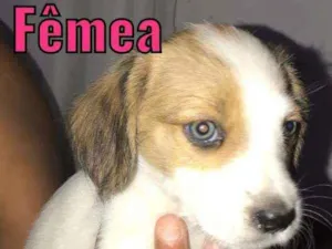 Cachorro raça Vira  lata idade 2 a 6 meses nome Lindinha 