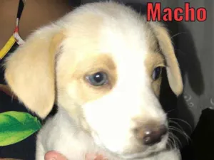 Cachorro raça Sem raça  idade Abaixo de 2 meses nome Lindinhos