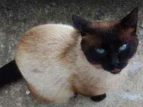 Gato ra a Siames idade 7 a 11 meses nome Sem nome