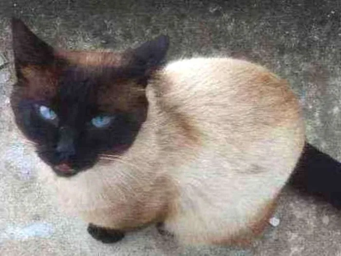 Gato ra a Siames idade 7 a 11 meses nome Sem nome
