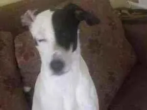 Cachorro raça Não definida idade 1 ano nome Branquinho