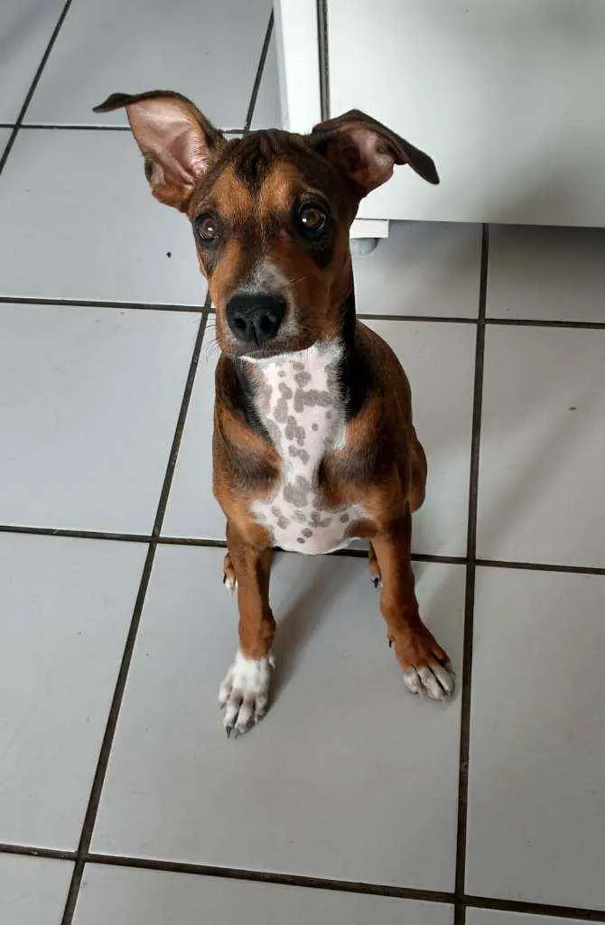 Cachorro raça Sem raça idade 2 a 6 meses nome Mel