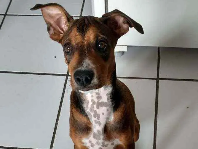 Cachorro raça Sem raça idade 2 a 6 meses nome Mel