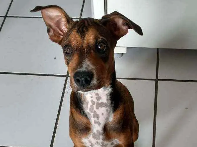Cachorro raça Sem raça idade 2 a 6 meses nome Mel