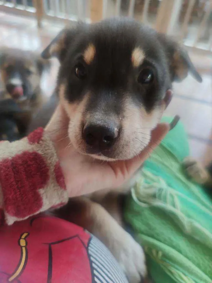 Cachorro ra a Misturado  idade 2 a 6 meses nome Não tem 