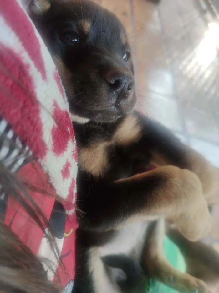 Cachorro ra a  idade 2 a 6 meses nome Não tem