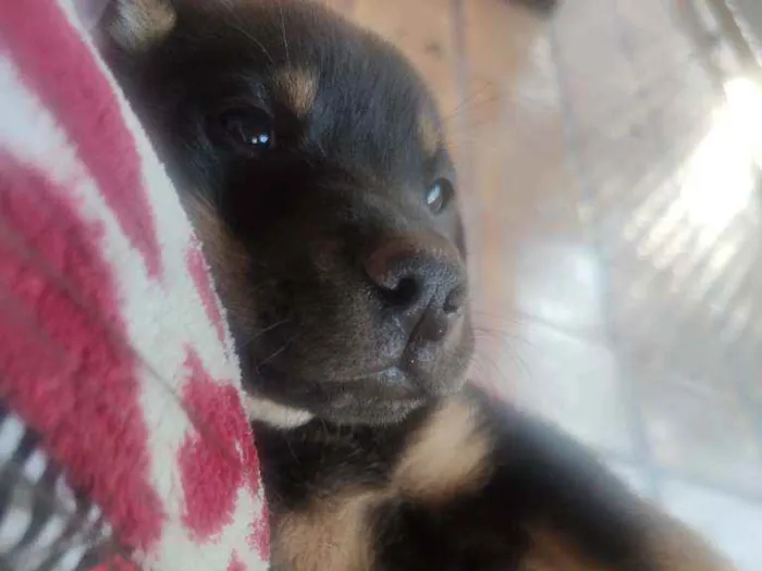 Cachorro ra a  idade 2 a 6 meses nome Não tem