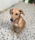 Caramelo