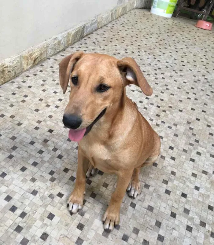 Cachorro ra a Sem raça definida  idade 2 a 6 meses nome Caramelo