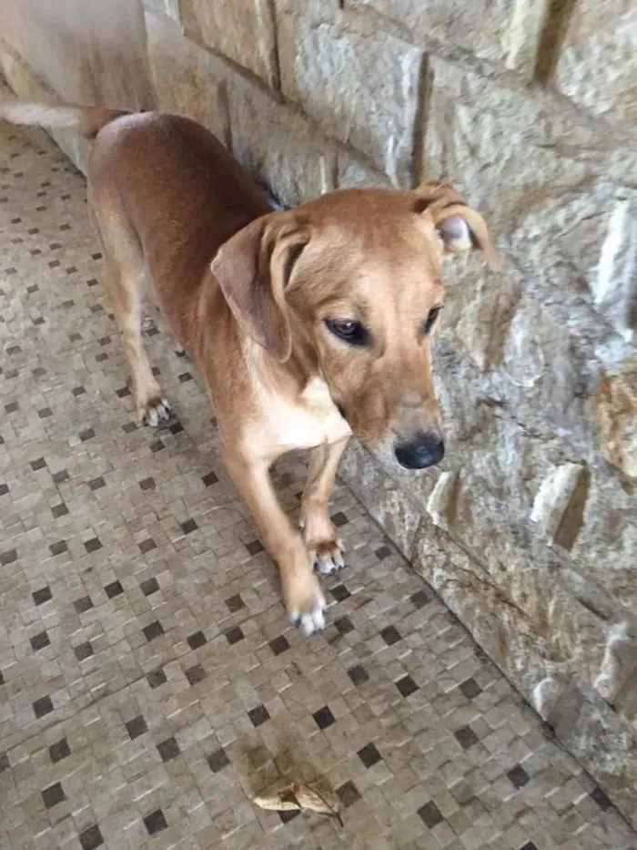 Cachorro ra a Sem raça definida  idade 2 a 6 meses nome Caramelo