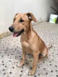 Caramelo