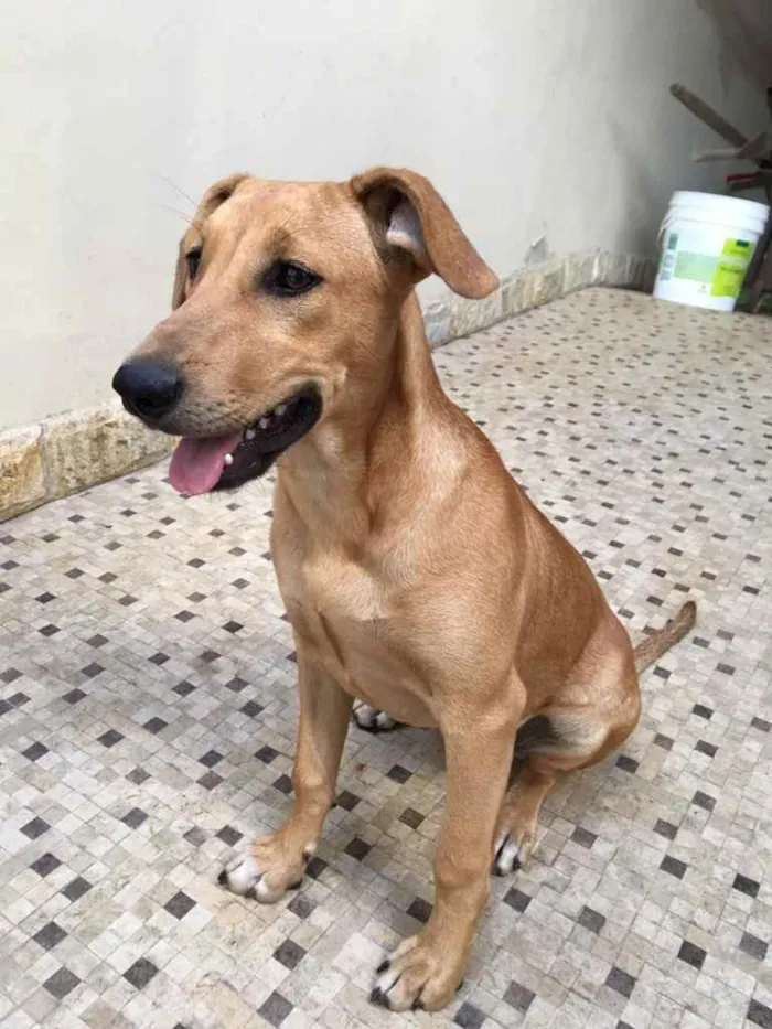 Cachorro ra a Sem raça definida  idade 2 a 6 meses nome Caramelo