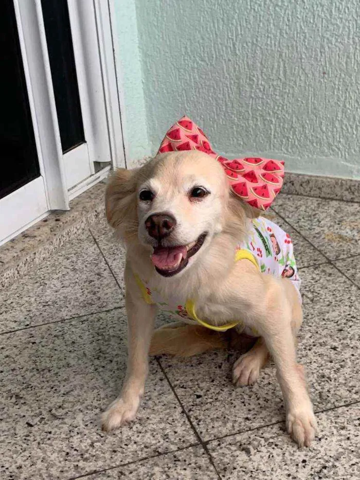 Cachorro ra a SRD idade 2 anos nome Tininha