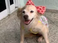 Tininha