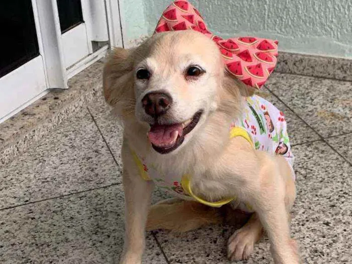 Cachorro ra a SRD idade 2 anos nome Tininha