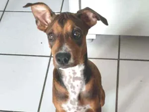 Cachorro raça Sem raça idade 2 a 6 meses nome Mel