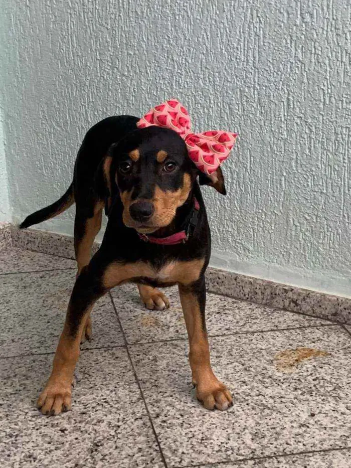 Cachorro ra a Srd idade 2 a 6 meses nome Afrodite