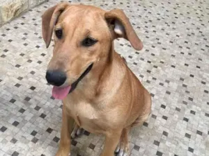 Cachorro raça Sem raça definida  idade 2 a 6 meses nome Caramelo
